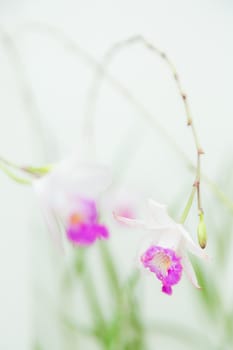 white violet vanda orchid on white background softly focus