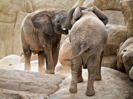 African elephants fighting in Spanish zoo