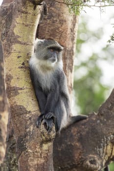 A small monkey with a furry white neck sitting comfortably on a tree