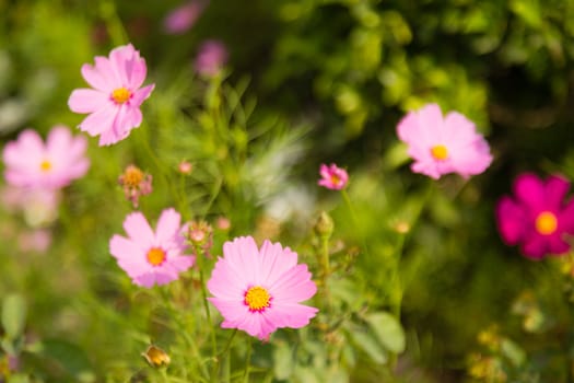 many violet cosmos flower in garden