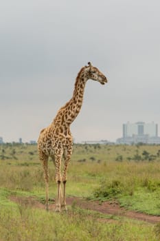 A giraffe roaming freely at the Nairobi National Park in Kenya