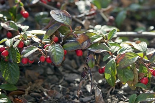 Red berries on a bush in a garden
