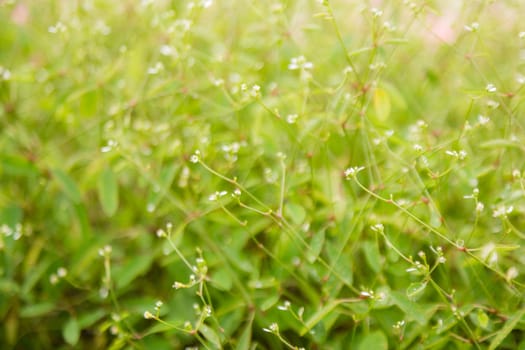 many little white flower in garden soft focus