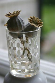 Dried poppy capsultes in a small snaps glass, standing in the window sill. 
