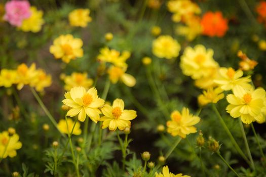 many yellow cosmos flower in garden