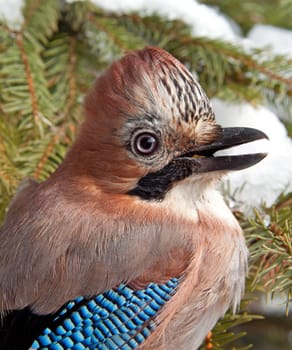 Close-up of an Eurasian Jay (Garrulus glandarius) on a pine tree in winter