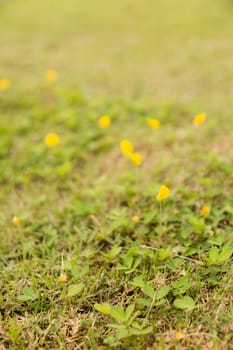 many little yellow flower on grass ground in garden