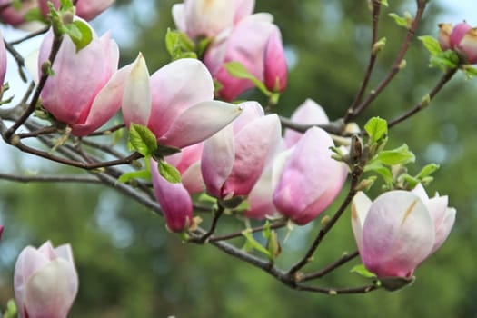 Closeup of a blooming tree with big, pink flowers