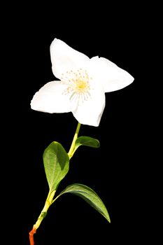 Beautyful Jasmine flower with a black background