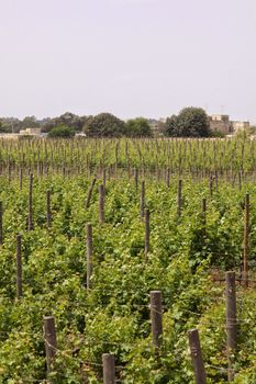 Wines growing in a field in Malta