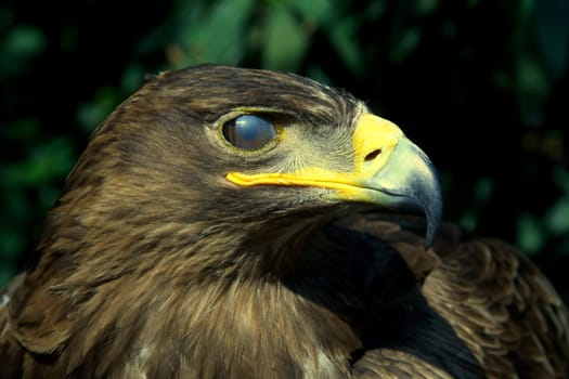 A golden eagle with a leafy environment