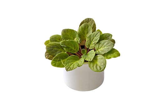 A pot of African violet before blossom isolated on white