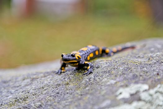 Closeup of a fire salamander on a stone