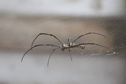 Golden Orb Web Spider, Nephila maculata in nature