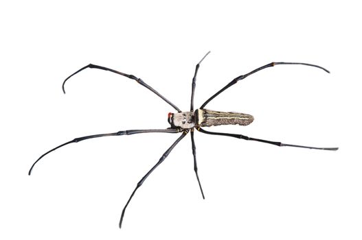 Golden Orb Web Spider, Nephila maculata in nature - isolated on white