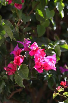 Close up of pink flowers