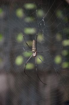 Golden Orb Web Spider, Nephila maculata in nature