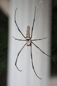 Golden Orb Web Spider, Nephila maculata in nature