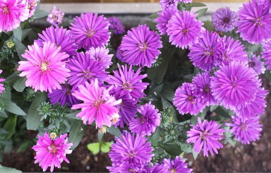 Purple flowers in bloom