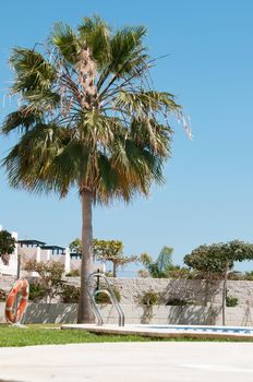 Palm tree near swimming pool in residental area, Spain