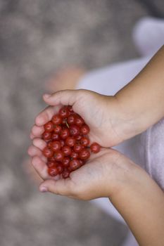 A child holding out a handful of berries, shot from above. Soft focus