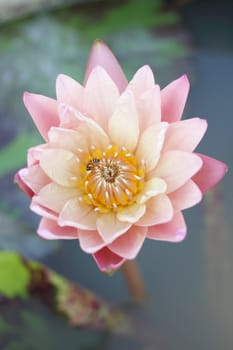 Close up a pink lotus with bee inside