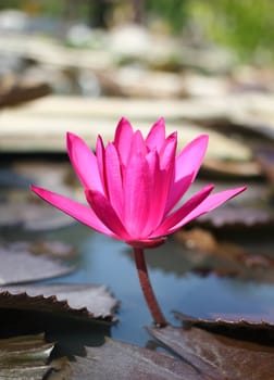 Pink water lily in a pond