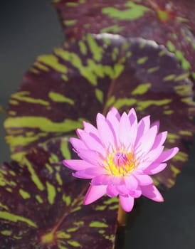 A pink water lily in a pond