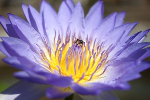 Close up lotus with bee