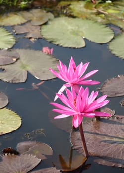 Pink lotus blooming in a pond