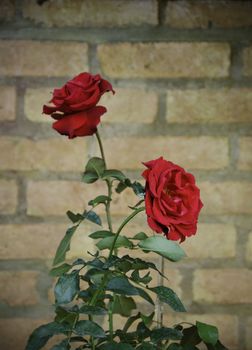 Red Rose flower against a brick wall 