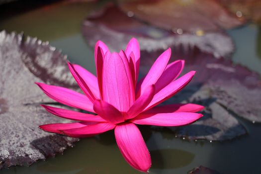 Close up a pink water lily in a pond