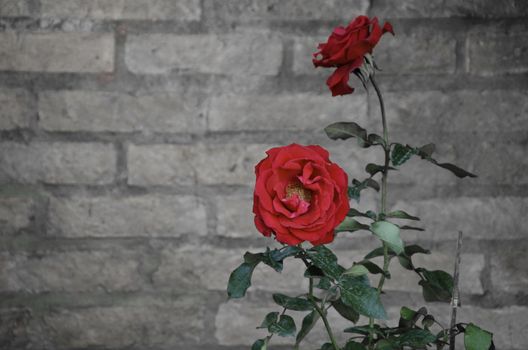 Red Rose flower against a brick wall 