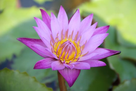 Close up pink lotus in a pond