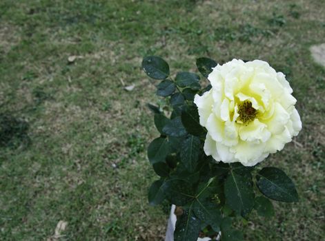 yellow rose flower blossom with grass background