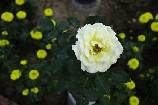 Close up of yellow rose flower blossom in garden