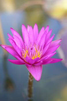 Close up pink lotus in a pond