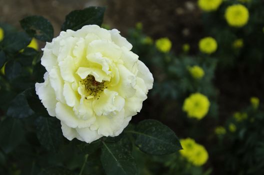 Close up of yellow rose flower blossom in flower garden