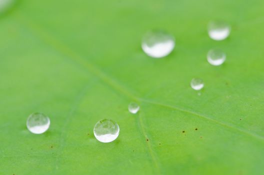 Drops of water on a lotus leaf.