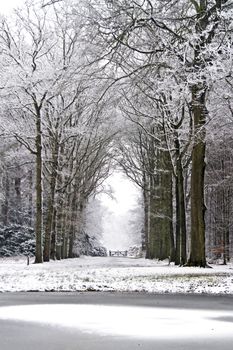 Forest in winter in the Netherlands