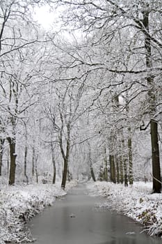 Snowy forest in winter in the Netherlands
