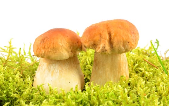 Two mushrooms on moss with isolated white background