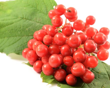 Red ripe guelder rose lying on the large green leaves close-up