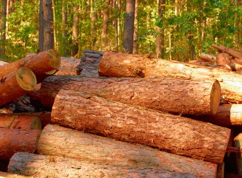 Pine logs loose in the thick woods