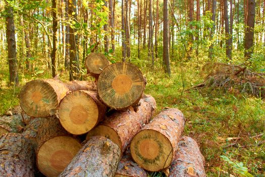 Large pine deck amid the pine forest thicket