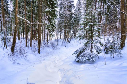 Winter wood to Abramtzevo, Moscow Region, January, 2013