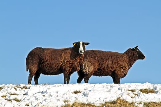 Black sheep on the dyke in the countryside from the Netherlands