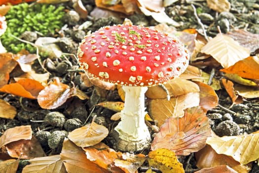 Amanita poisonous mushroom in nature