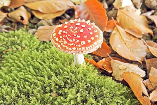 Amanita poisonous mushroom in nature