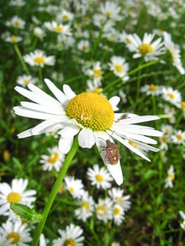 the image of a little bug on the white chamomile